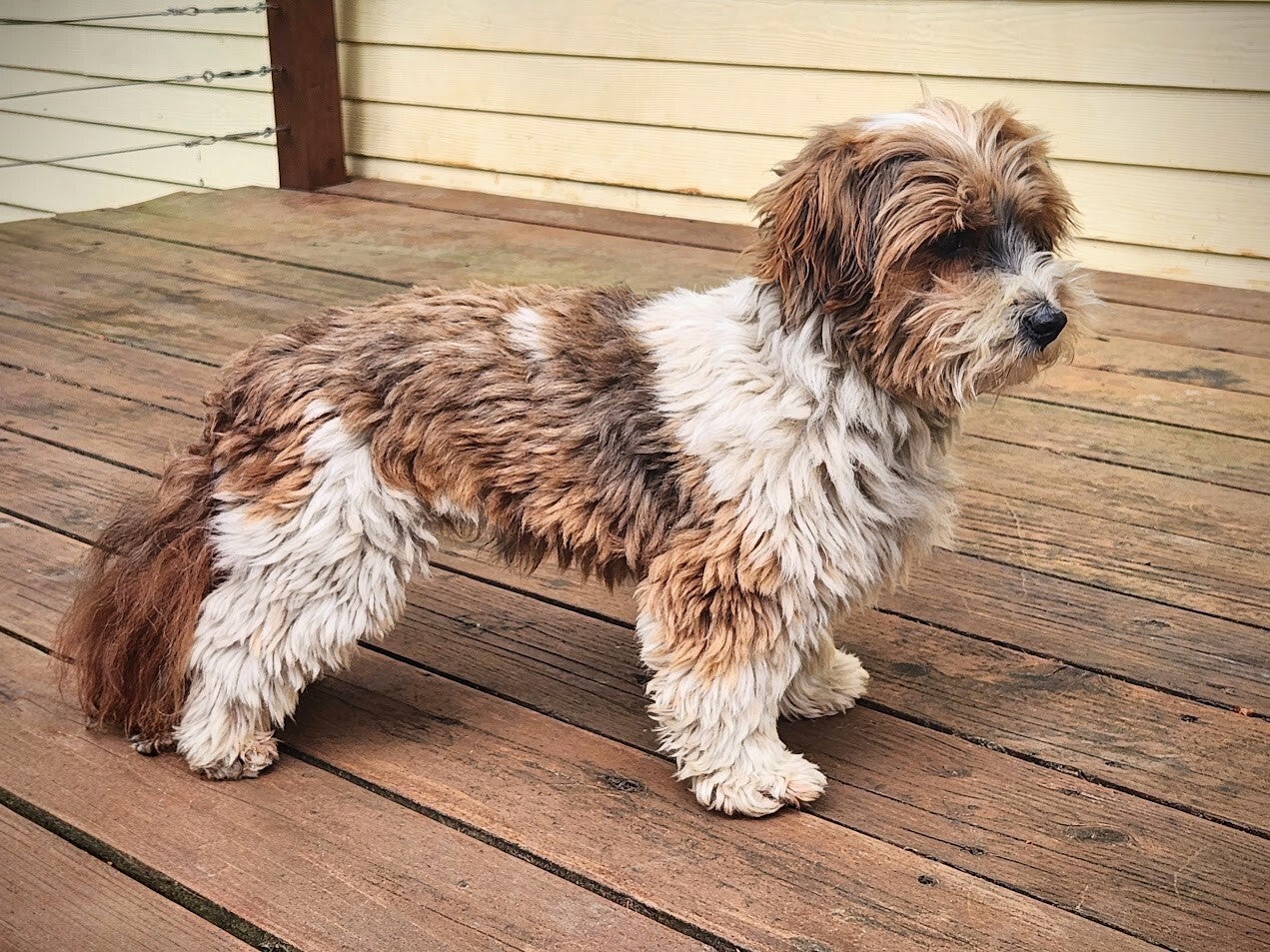 Havanese Chocolate/Irish Pied Breed