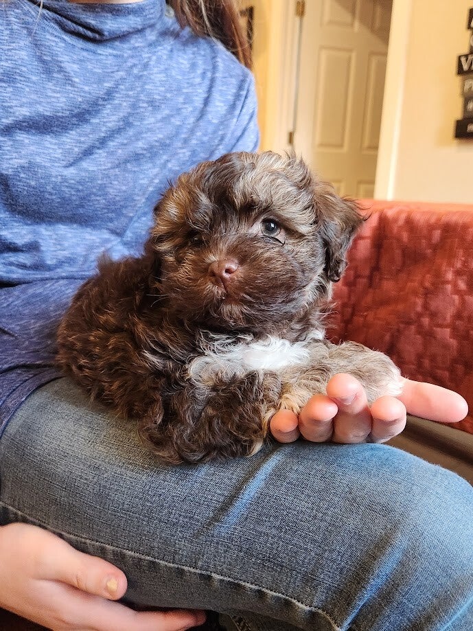 Havanese puppies Rainier Or