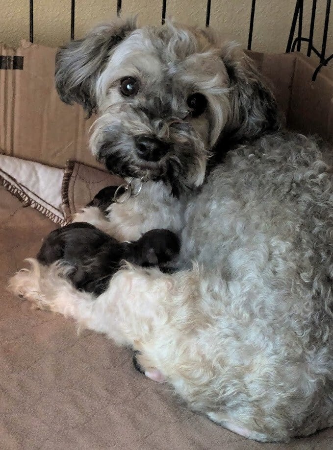 Havanese breed Rainier OR