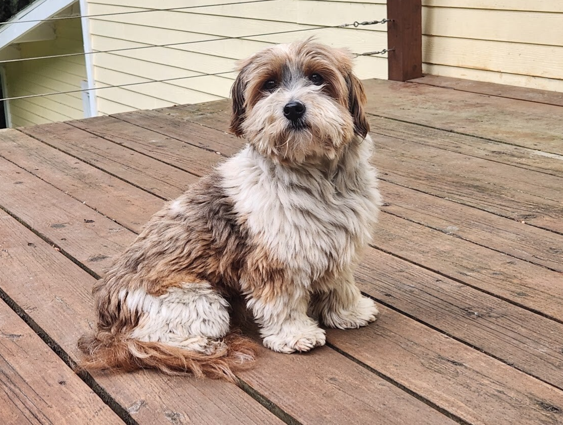 Havanese Chocolate/Irish Pied Breed