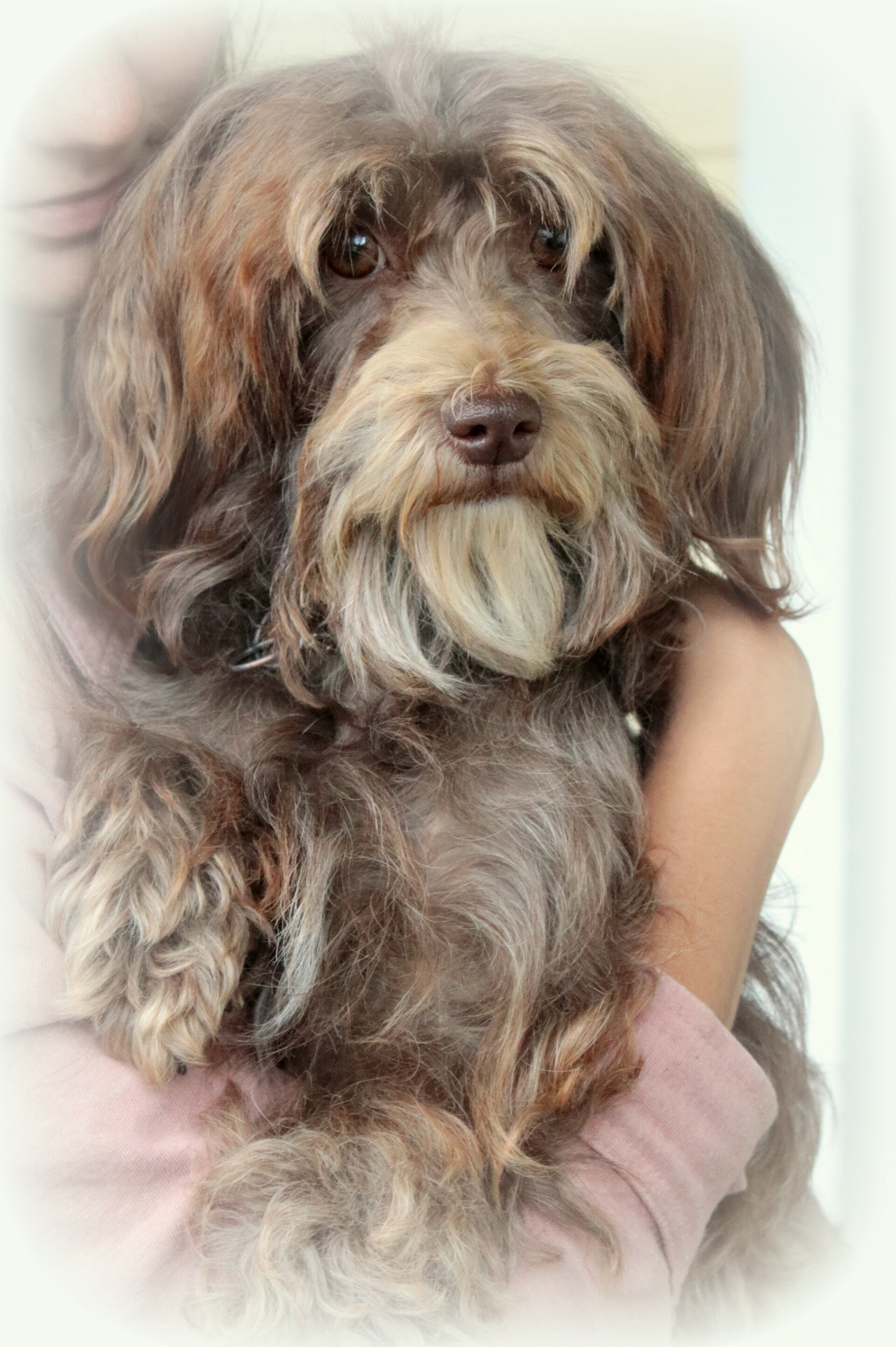 Havanese Chocolate breed
