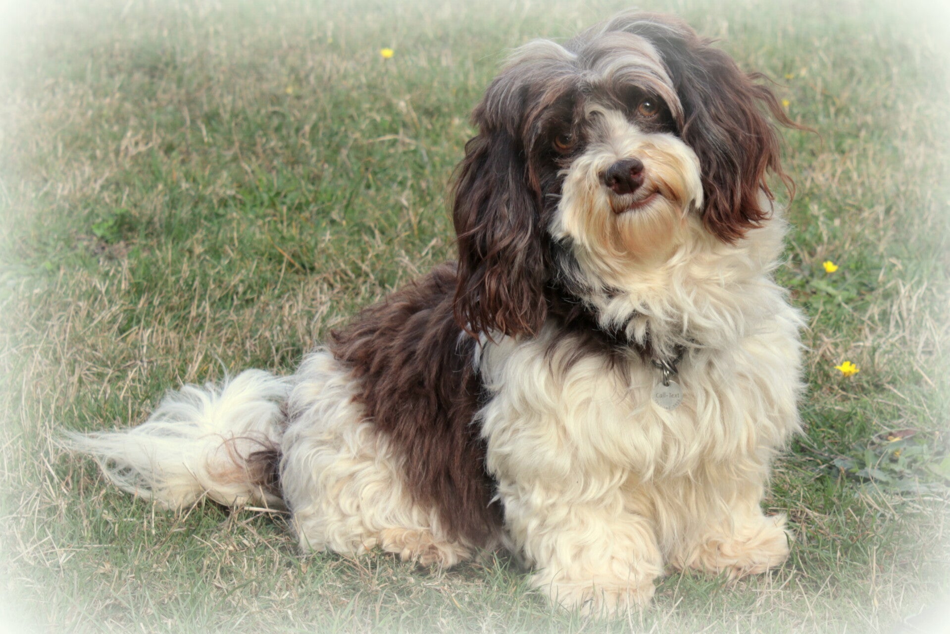 Havanese Chocolate/Parti-white breed