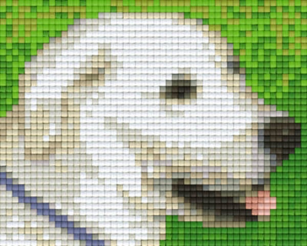 Kit 1 Plaque Chien