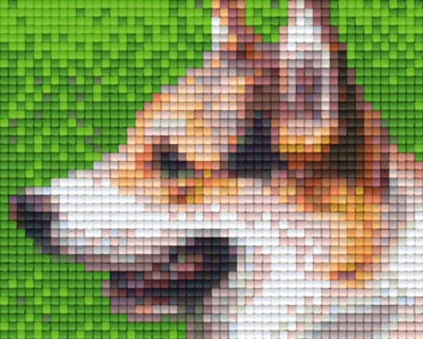 Kit 1 Plaque Chien