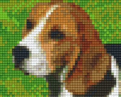 Kit 1 Plaque Chien