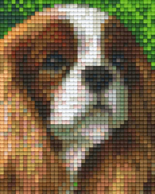 Kit 1 Plaque Chien