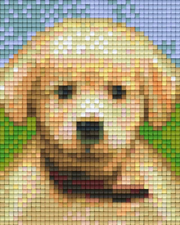 Kit 1 Plaque Chien