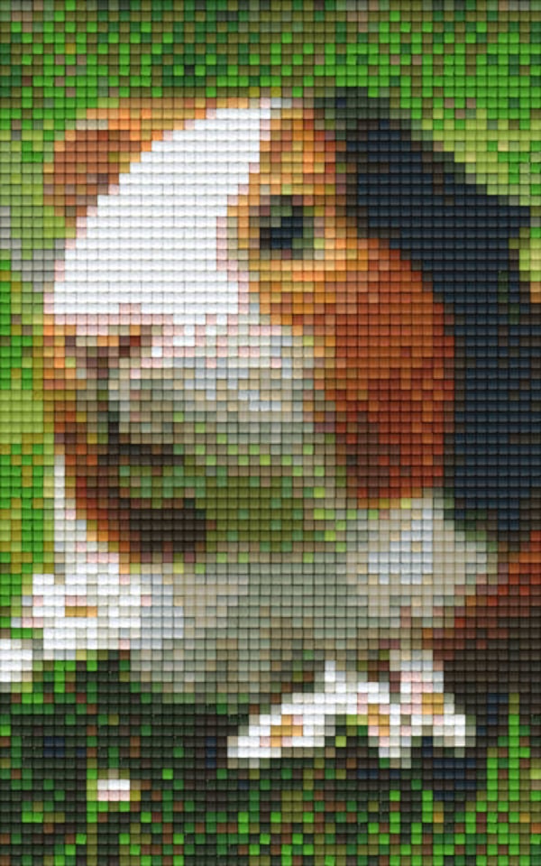 Kit 2 Plaques Hamster