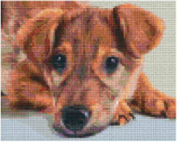 Kit 4 Plaques Chien