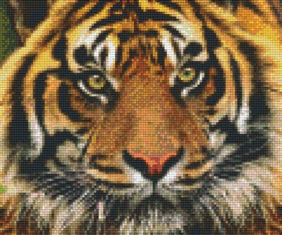 Kit 6 Plaques Tigre