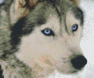 Kit 6 Plaques Husky