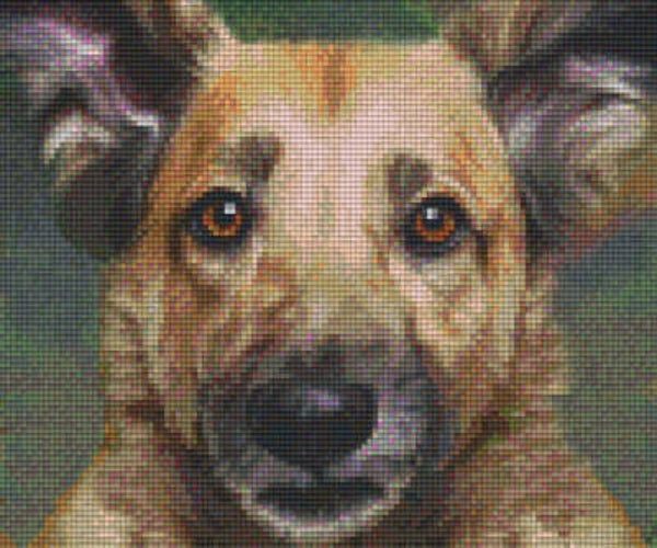 Kit 6 Plaques Chien