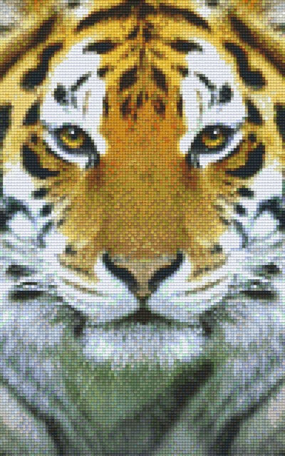 Kit 8 Plaques Tigre