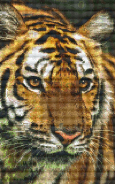 Kit 8 Plaques Tigre