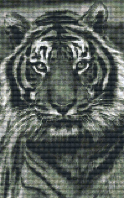 Kit 8 Plaques Tigre