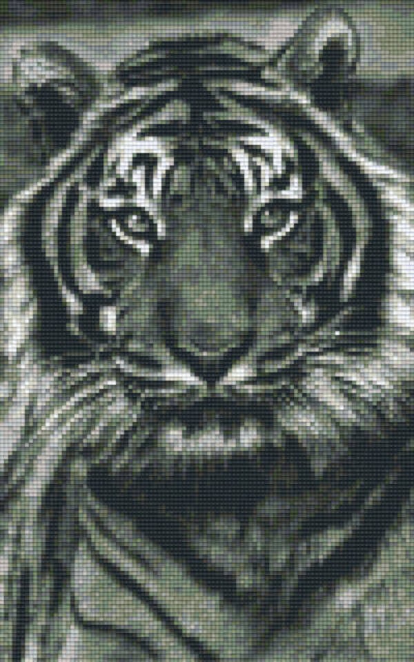 Kit 8 Plaques Tigre