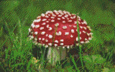 Kit 8 Plaques Champignon