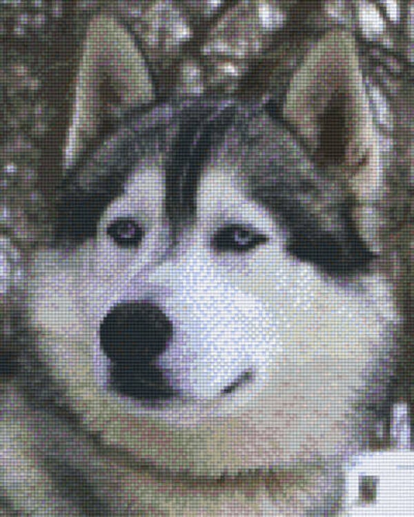 Kit 9 Plaques Husky