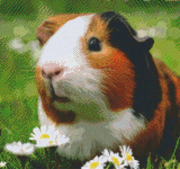 Kit 12 Plaques Hamster