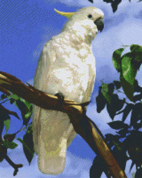 Kit 16 Plaques Oiseau