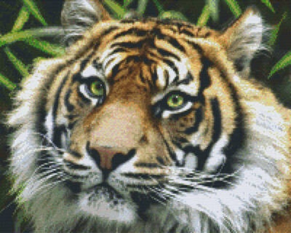 Kit 16 Plaques Tigre