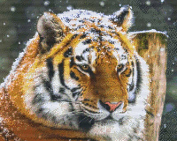 Kit 16 Plaques Tigre