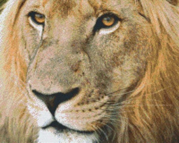 Kit 16 Plaques Lion