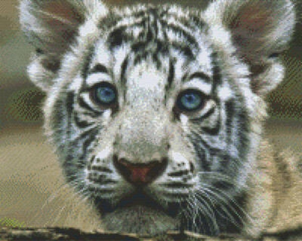 Kit 16 Plaques Tigre