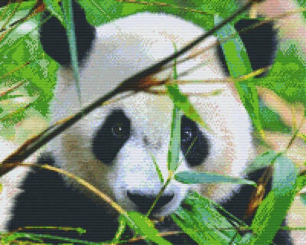 Kit 16 Plaques Panda