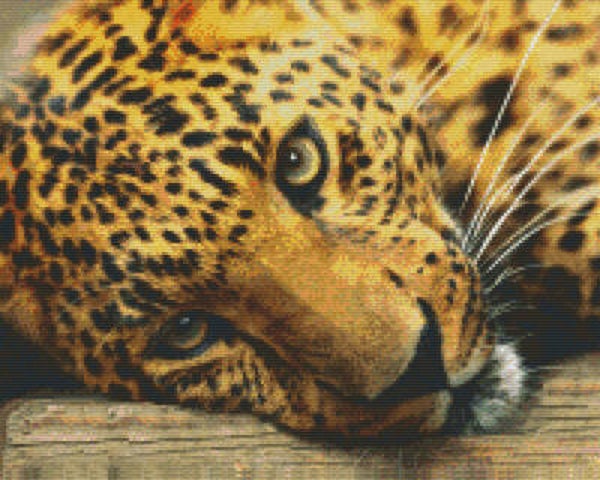 Kit 16 Plaques Leopard
