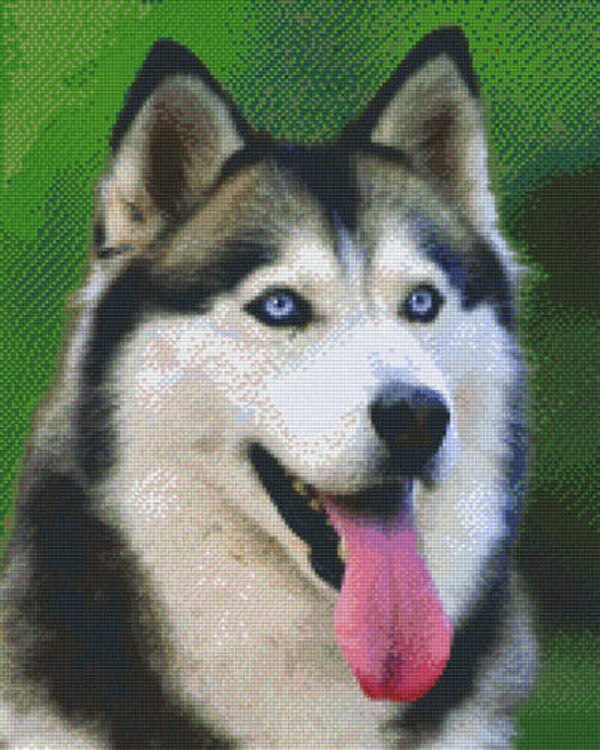 Kit 16 Plaques Husky