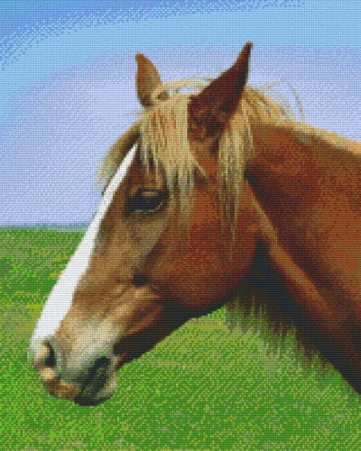 Kit 16 Plaques Cheval