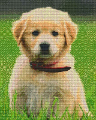 Kit 16 Plaques Chien