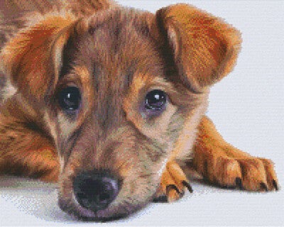 Kit 16 Plaques Chien