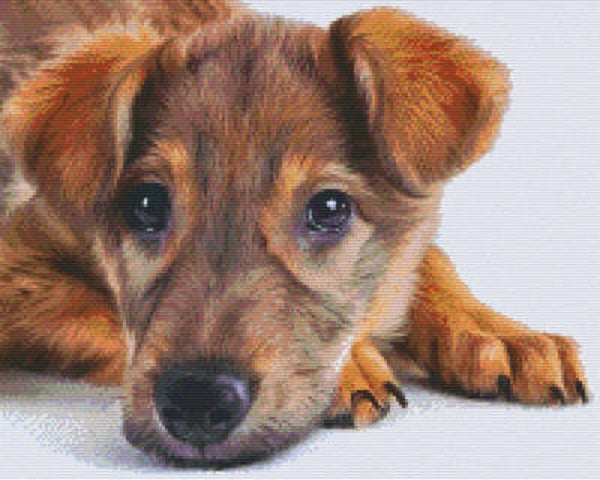Kit 16 Plaques Chien