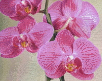 Kit 16 Plaques Fleurs