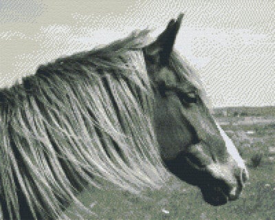 Kit 16 Plaques Cheval