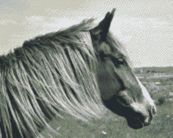 Kit 16 Plaques Cheval