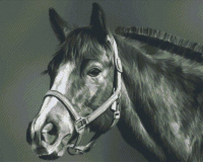 Kit 16 Plaques Cheval