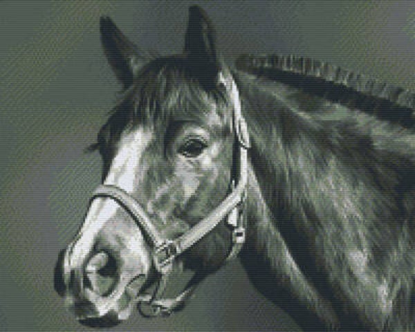 Kit 16 Plaques Cheval
