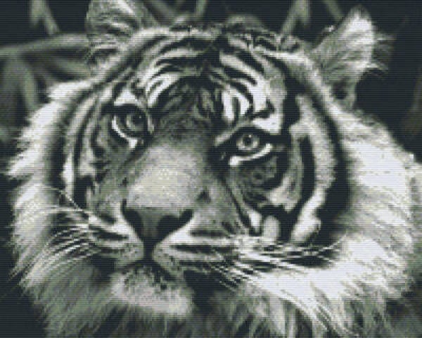 Kit 16 Plaques Tigre