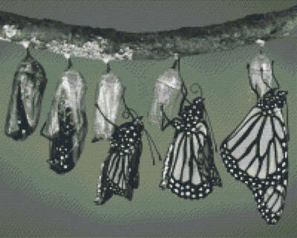 Kit 16 Plaques Papillons