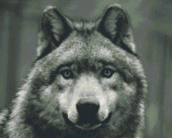 Kit 16 Plaques Loup