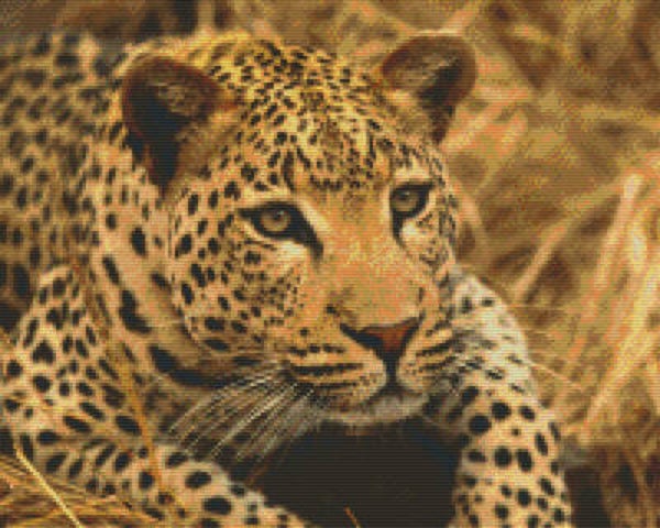 Kit 16 Plaques Leopard