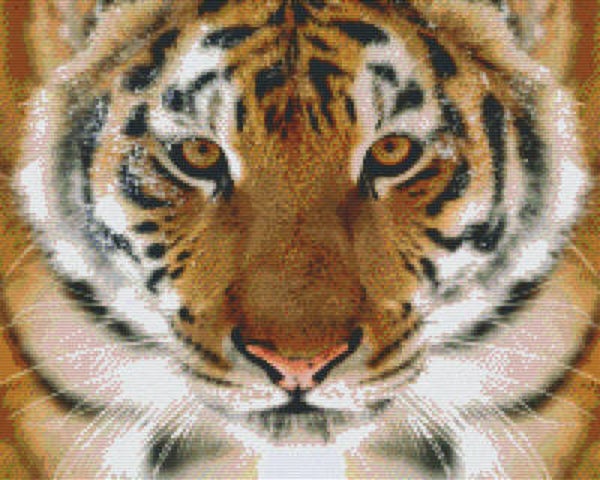 Kit 16 Plaques Tigre