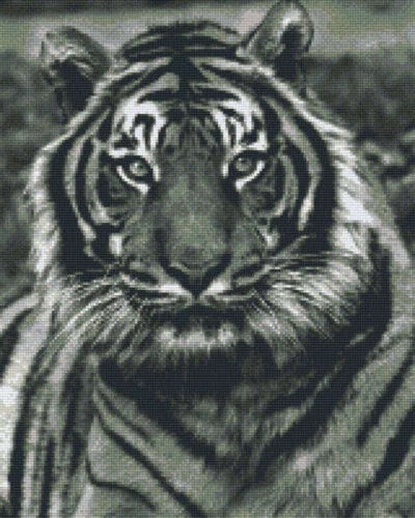 Kit 16 Plaques Tigre