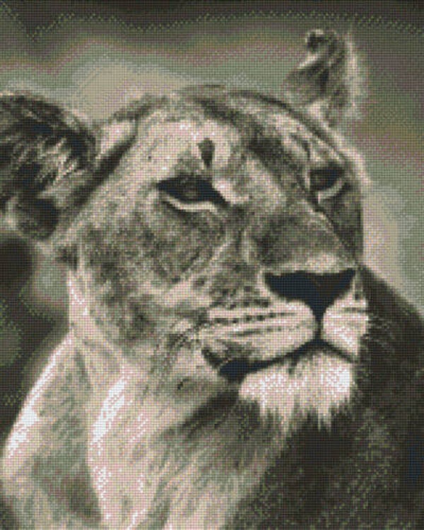 Kit 16 Plaques Lion