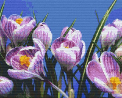 Kit 16 Plaques Fleurs