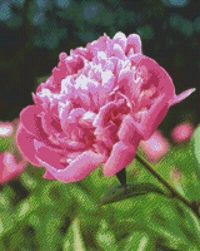 Kit 16 Plaques Fleur