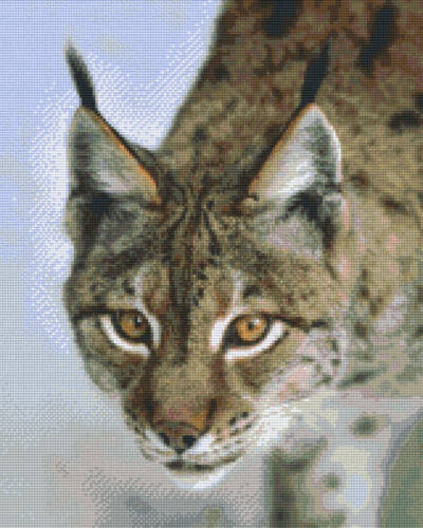 Kit 16 Plaques Animal